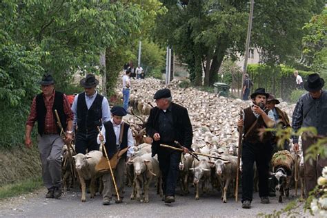 F Te De La Transhumance St R My De Provence Saint R My De Provence