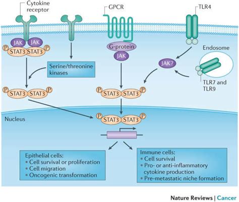 Small Molecule Compounds And The Stat Signaling Pathway Smolecule