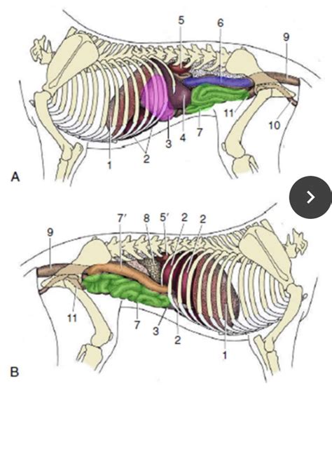 Dog Digestive Diagram Diagram | Quizlet