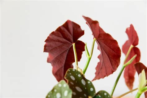 How To Grow And Care For Begonia Maculata