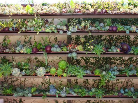 Ultimate Guide to Succulents: Care Tips - World of Succulents