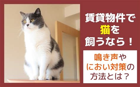 賃貸物件で猫を飼うなら！鳴き声やにおい対策の方法とは？｜ホームメイトfc森ノ宮店 森ノ宮周辺で不動産屋をお探しならホームメイトfc森ノ宮店へ