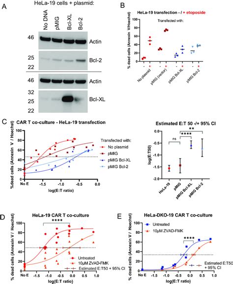 Forced Expression Of Bcl 2 And Bcl Xl Confers Resistance To Car T