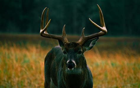 How To Create Ultimate Deer Scouting Plan Tracking Whitetail Deer Oak