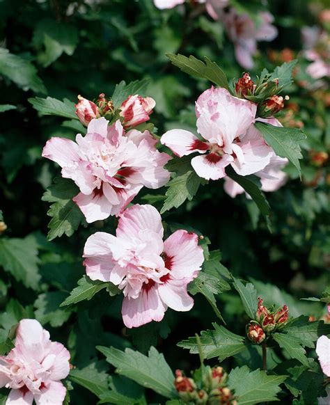 Hibiscus Syriacus ‘speciosus Bild Kaufen 12211807 Friedrich