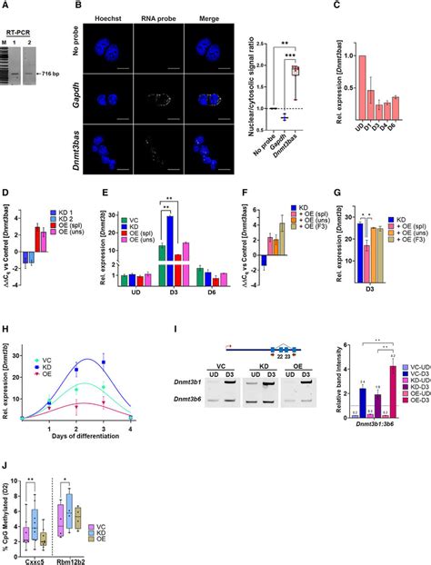 Spatiotemporal Expression And Alternative Splicing Of Dnmt B In