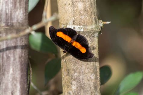 Premium Photo Black Butterfly With Orange Spots On A Branch