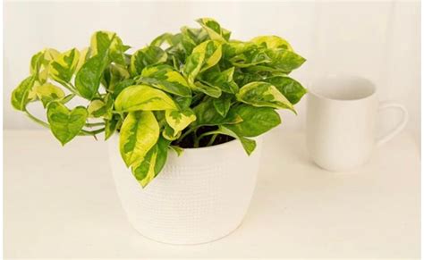 Rare Lemon Meringue Pothos Cuttings Etsy