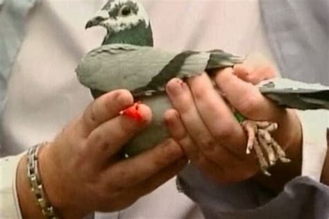 The Pigeon Loft Winning Pigeon Racing And Racing Pigeons Strategies