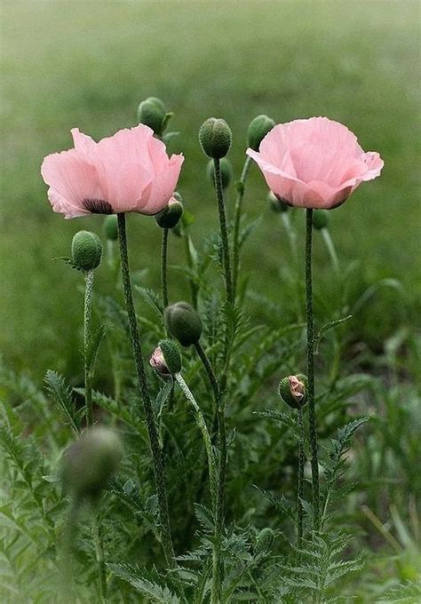 Pin By Krystyna Szkilnik On MAKI Flowers Nature Poppies