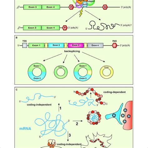 A Schematic Representation Of A Mrna Transcript Isoforms Can Be