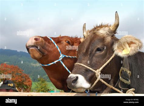 two cows Stock Photo - Alamy