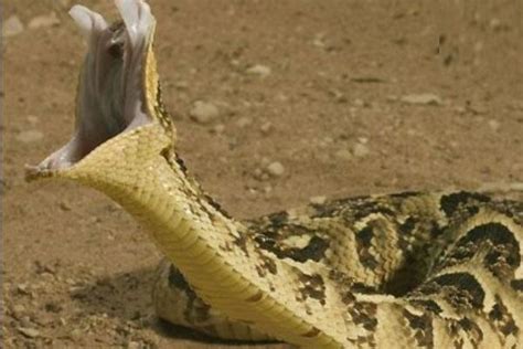 Top 10 Most Dangerous African Animals (8) - Top 10 of Anything and ...