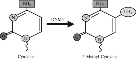 Chemical Structural Representation Of The Addition Of A Methyl Group