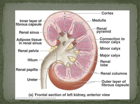 Gross Anatomy Of Urinary System