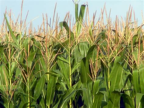 Green Haven Open Pollinated Seed Group