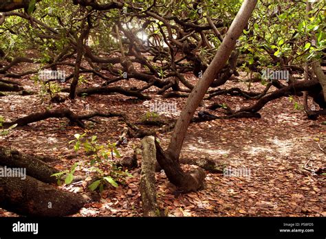 The Biggest Cashew Tree Pirangi Do Norte Rio Grande Do Norte Brazil