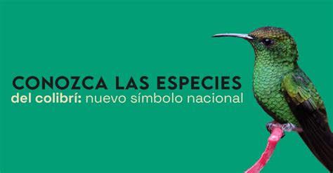 Conozca a las especies del colibrí nuevo símbolo nacional