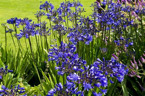 How To Plant Agapanthus Africanus African Blue Lily Dearplants