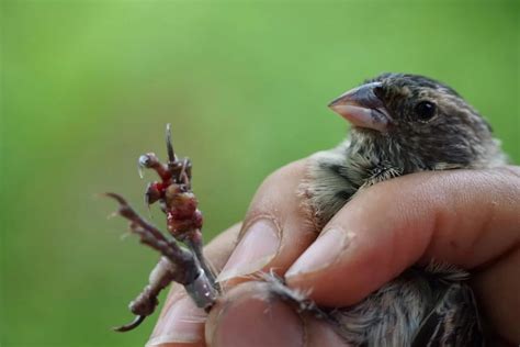 Insights From The Medium Tree Finch And Yellow Warbler In The Face Of