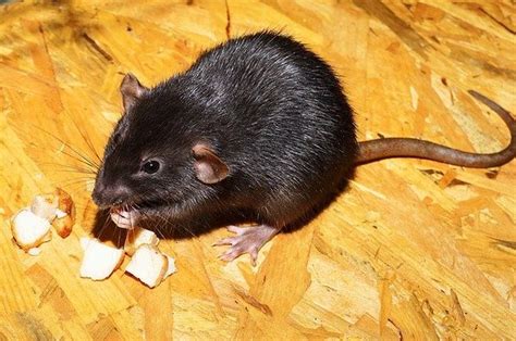 Tikus Sering Bersarang Di Lemari Dapur Ikuti 5 Cara Ini Untuk