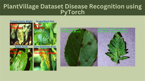 Plantvillage Dataset Disease Recognition Using Pytorch