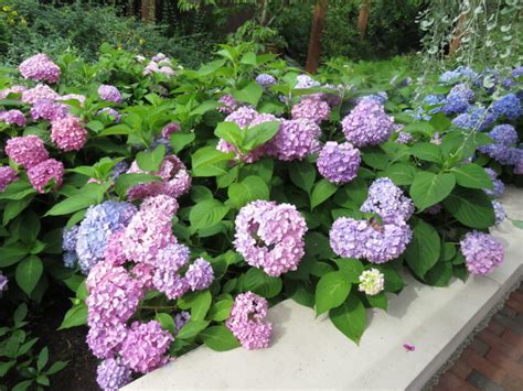 Temperamental Big Leaf Hydrangeas What Grows There Hugh Conlon