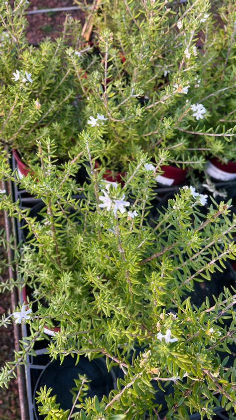 Westringia Wynyabbie Gem — Rockbank Nursery