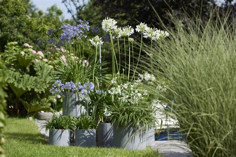 Agapanthus Groencentrum Witmarsum