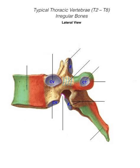 Typical Thoracic Vertebrae Lateral View Diagram Quizlet