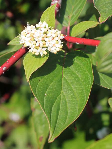 Red Osier Dogwood For Sale For Sale Treetimeca