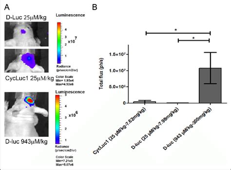 Bioluminescence Imaging BLI Signal In Vivo Of D Luciferin D Luc 25