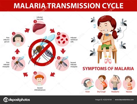 Ciclo Transmisión Malaria Información Los Síntomas Ilustración Infográfica Vector Gráfico