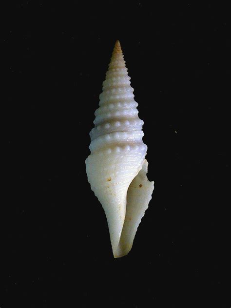 Malacology Marine Gastropoda | ResearchGate