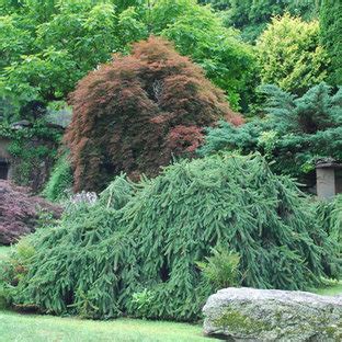 Dwarf Weeping Norway Spruce | Houzz