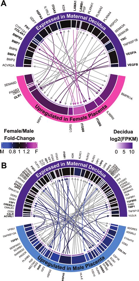 Sexually Dimorphic Receptor Ligand Interactions At The Maternal Fetal Download Scientific