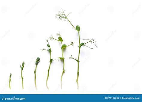 Brotes De Arveja De Micro Verduras En Diferentes Etapas De Crecimiento