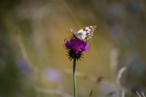 La Saviesa De La Natura Lennavg Flickr