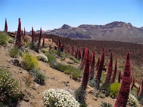 At Las Canadas Tenerife Canary Islands Tenerife Canary Islands