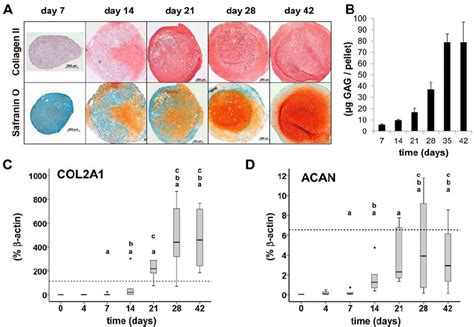 Matrix Production During The Chondrogenic Differentiation Of Mscs A Download Scientific