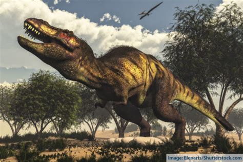 Phanerozoic Eon Facts The Current Eon In The Geologic Time Scale