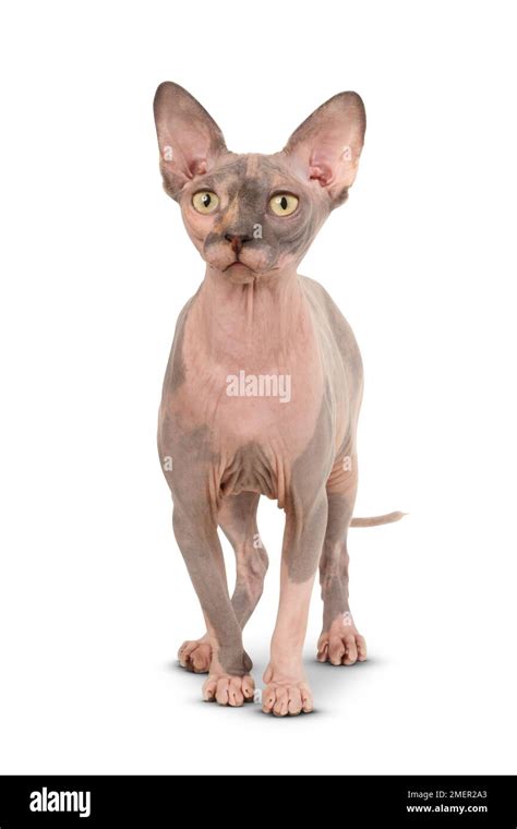 Purebred Adult Sphynx Cat With Yellow Eyes Standing Looking At Camera