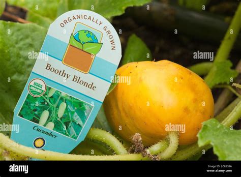 Boothy Blonde Cucumber Hi Res Stock Photography And Images Alamy