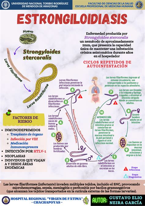 Strongyloides Infografia Estrongiloidiasis Las Larvas Rabditiformes