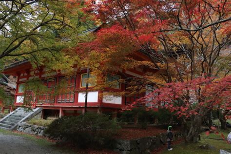 Tanzan Shrine: the Most Beautiful Fall Foliage in Nara | Kansai Odyssey