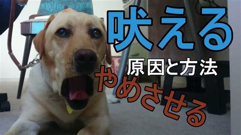 犬のしつけ【吠え癖】来客時の要求吠えをやめさせる方法を紹介 Youtube