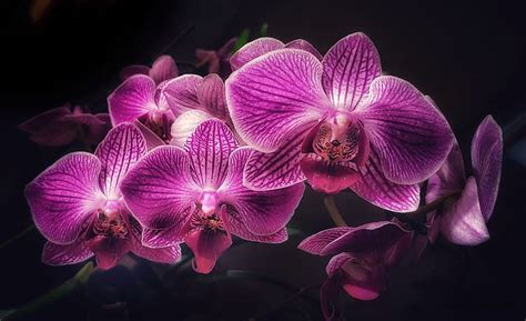 Black Orchid Wallpaper