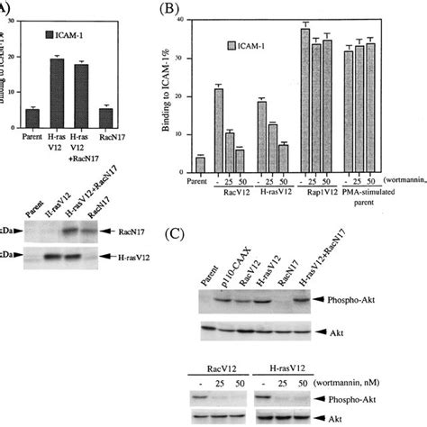 Establishment Of Activation Dependent Adhesion Of LFA 1 To ICAM 1 A