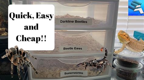 Superworm Farm ~ Quick Easy And Cheap Youtube