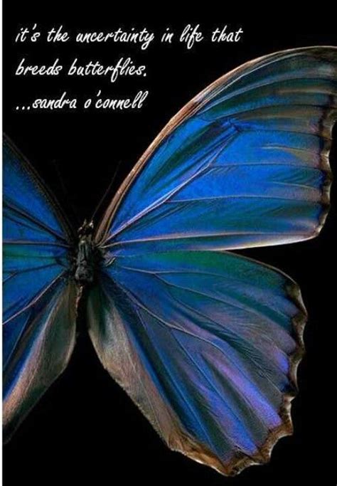 69 best images about butterfly quotes on Pinterest | Love your life ...